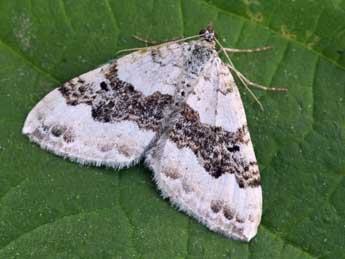 Xanthorhoe montanata D. & S. adulte - �Daniel Morel