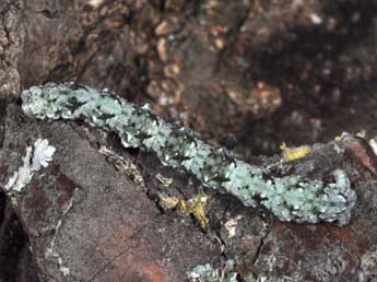  Chenille de Peribatodes ilicaria Gey. - �Philippe Mothiron