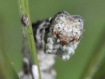 Chenille de Peribatodes ilicaria Gey. - �Philippe Mothiron
