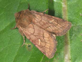 Eriopygodes imbecilla F. adulte - �Philippe Mothiron