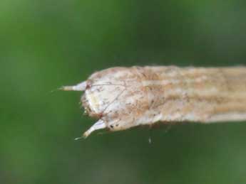  Chenille de Scopula imitaria Hb. - �Philippe Mothiron