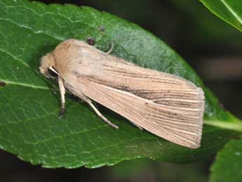 Mythimna impura Hb. adulte - �Philippe Mothiron