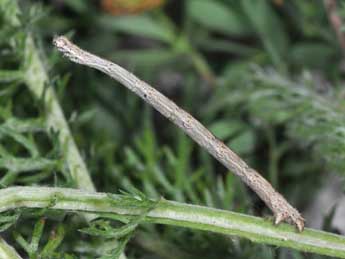  Chenille de Scopula incanata L. - �Philippe Mothiron