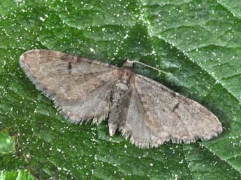 Eupithecia indigata Hb. adulte - �Philippe Mothiron