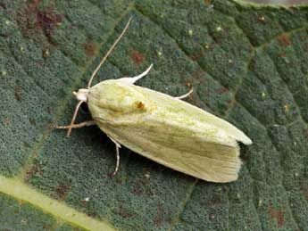 Earias insulana Bsdv. adulte - �Daniel Morel