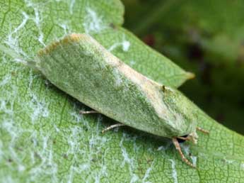 Earias insulana Bsdv. adulte - �Daniel Morel