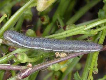  Chenille de Euchloe insularis Stgr - �Wolfgang Wagner, www.pyrgus.de
