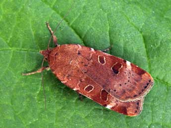 Noctua interposita Hb. adulte - �Daniel Morel