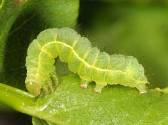  Chenille de Syngrapha interrogationis L. - �Wolfgang Wagner, www.pyrgus.de