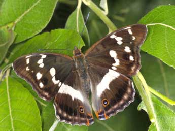 Apatura iris L. adulte - �Wolfgang Wagner, www.pyrgus.de