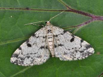 Alcis jubata Thnbg adulte - �Philippe Mothiron