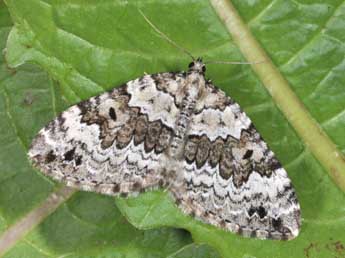 Colostygia laetaria Lah. adulte - �Philippe Mothiron