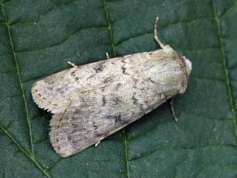 Epipsilia latens Hb. adulte - �Daniel Morel