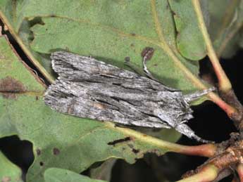 Lithophane leautieri Bsdv. adulte - �Philippe Mothiron