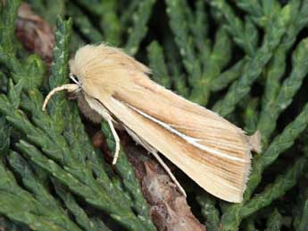 Mythimna litoralis Curt. adulte - �Daniel Morel