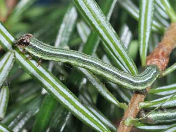  Chenille de Macaria liturata Cl. - �Philippe Mothiron