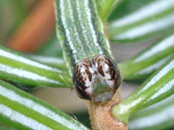  Chenille de Macaria liturata Cl. - �Philippe Mothiron