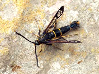 Synanthedon loranthi Kral. adulte - �Daniel Morel