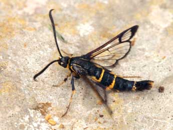 Synanthedon loranthi Kral. adulte - �Daniel Morel