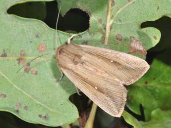 Leucania loreyi Dup. adulte - �Philippe Mothiron