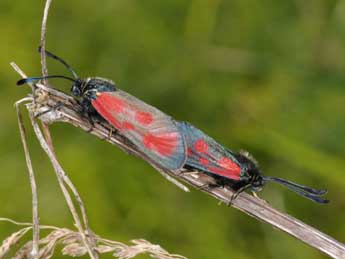 Zygaena loti D. & S. adulte - �Philippe Mothiron