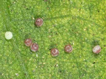  Oeuf de Euplexia lucipara L. - �Philippe Mothiron