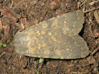 Rhyacia lucipeta D. & S. adulte - �Jean-Pierre Lamoline