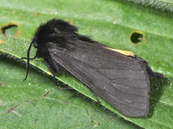 Epatolmis luctifera D. & S. adulte - �Philippe Mothiron