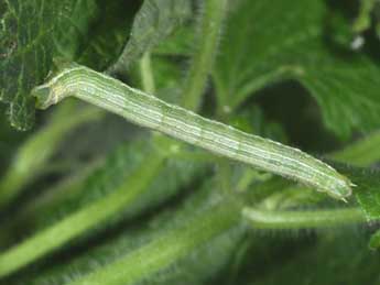  Chenille de Pseudopanthera macularia L. - �Philippe Mothiron