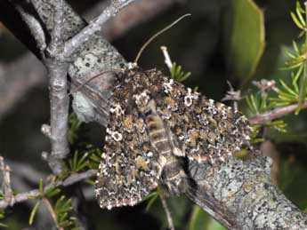 Hadena magnolii Bsdv. adulte - �Philippe Mothiron