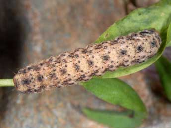  Chenille de Hadena magnolii Bsdv. - �Wolfgang Wagner, www.pyrgus.de