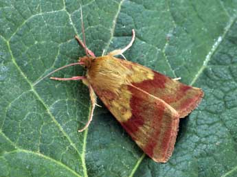 Heliothis maritima Grasl. adulte - �Daniel Morel