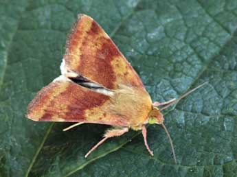 Heliothis maritima Grasl. adulte - �Daniel Morel