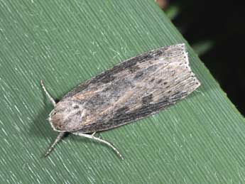 Chilodes maritima Tauscher adulte - �Philippe Mothiron