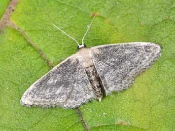 Idaea mediaria Hb. adulte - �Philippe Mothiron
