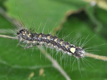  Chenille de Acronicta megacephala D. & S. - �Philippe Mothiron