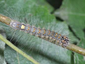  Chenille de Acronicta megacephala D. & S. - �Philippe Mothiron