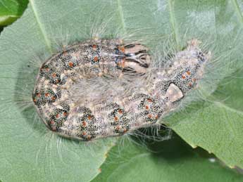  Chenille de Acronicta megacephala D. & S. - �Philippe Mothiron