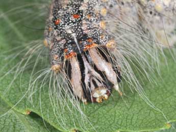  Chenille de Acronicta megacephala D. & S. - �Philippe Mothiron