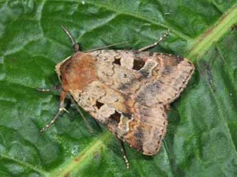 Diarsia mendica F. adulte - �Philippe Mothiron