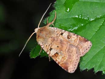 Diarsia mendica F. adulte - �Philippe Mothiron