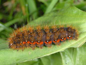  Chenille de Acronicta menyanthidis Esp. - �Alexis Borges