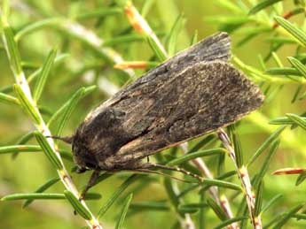 Violaphotia molothina Esp. adulte - �Daniel Morel