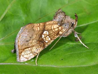 Polychrysia moneta F. adulte - �Philippe Mothiron