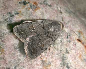 Caradrina montana Brem. adulte - �Jean-Pierre Lamoline