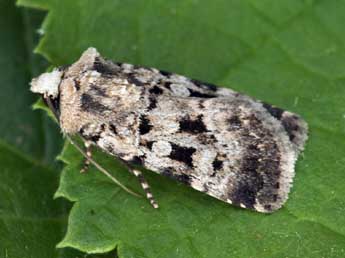 Chersotis andreae Dufay adulte - �Daniel Morel