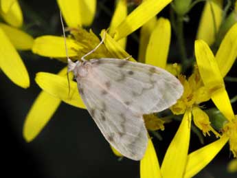 Nudaria mundana L. adulte - �Philippe Mothiron