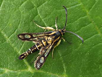 Pyropteron muscaeforme Esp. adulte - �Daniel Morel