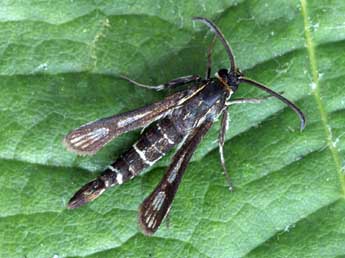 Chamaesphecia mysiniformis Bsdv. adulte - �Daniel Morel