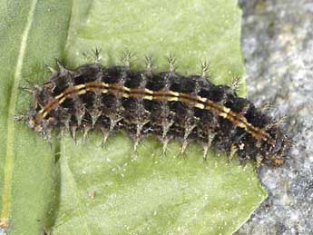  Chenille de Boloria napaea Hoffmsg - �Wolfgang Wagner, www.pyrgus.de